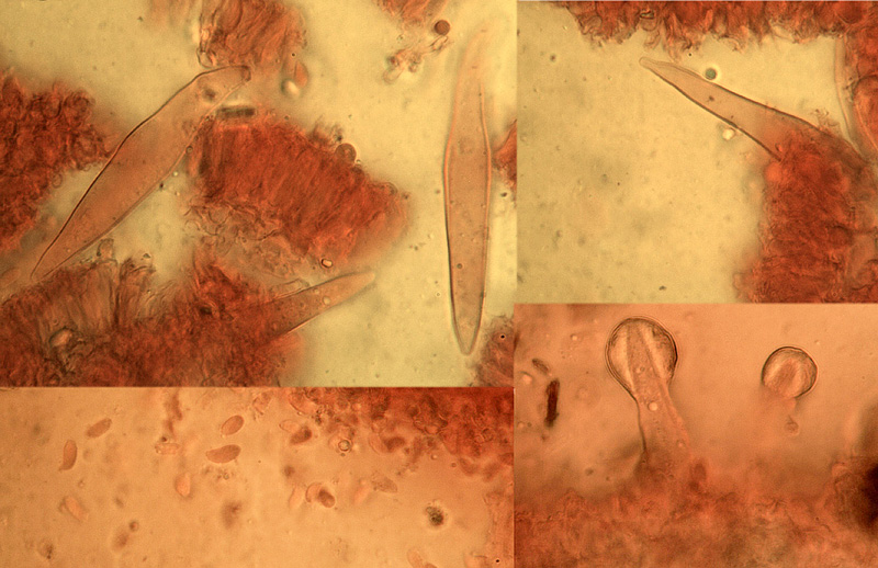 Crepidotus malachioides